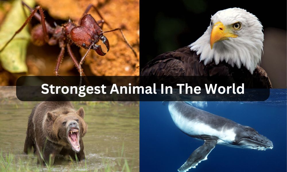 strongest animal in the world