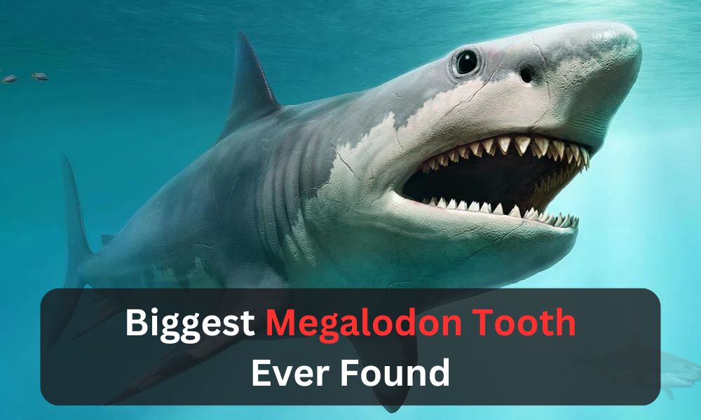 biggest megalodon tooth ever found