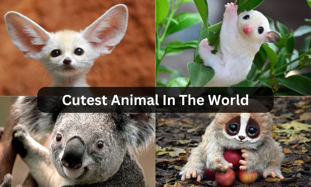 cutest animal in the world