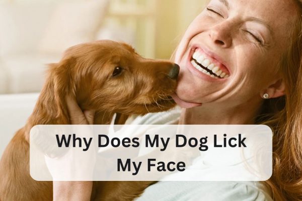 why does my dog lick my face