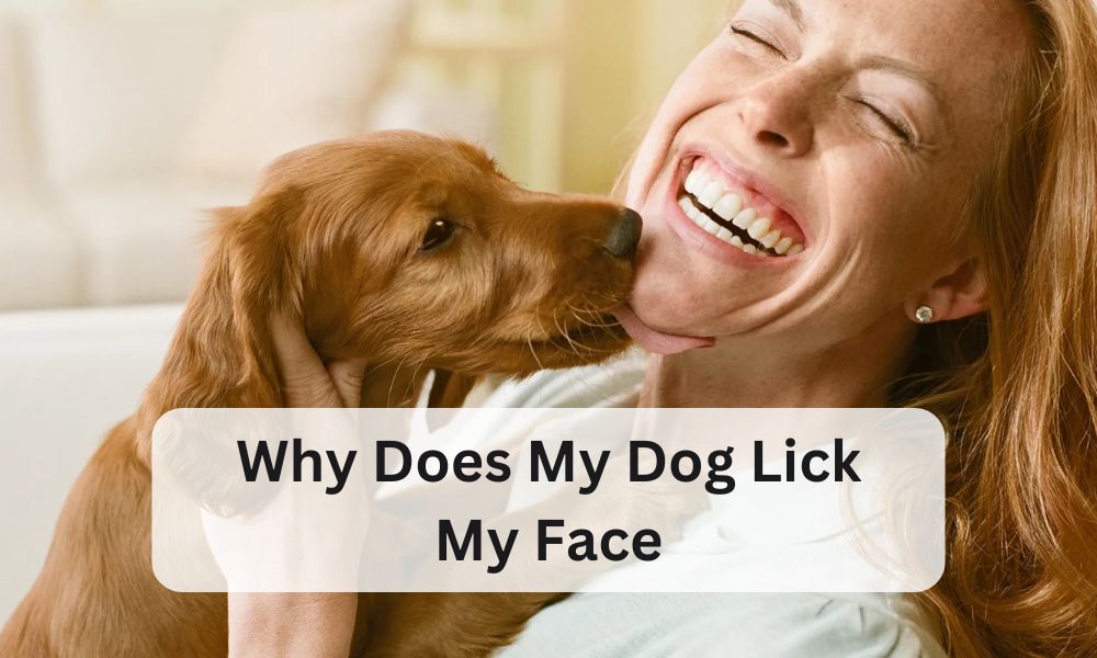 why does my dog lick my face