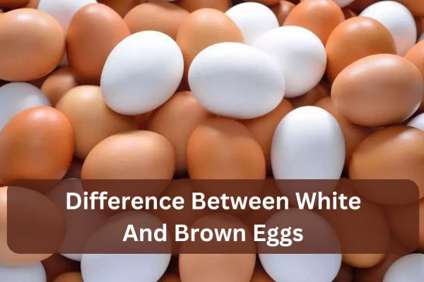 difference between white and brown eggs