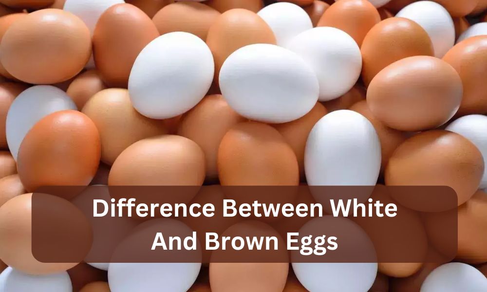 difference between white and brown eggs