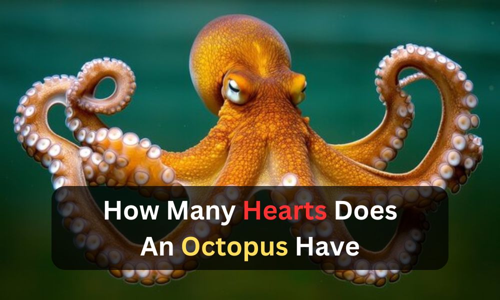 how many hearts does an octopus have