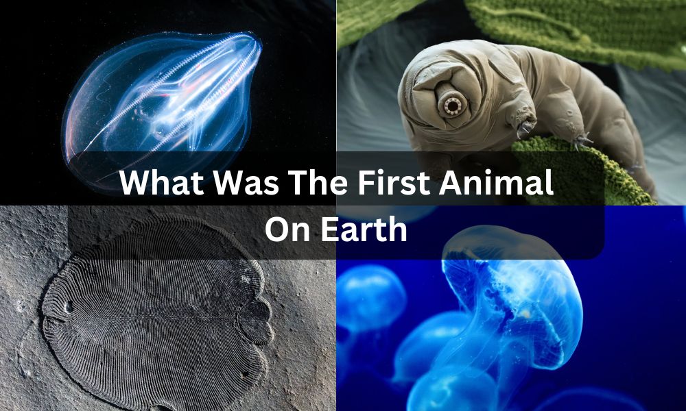what was the first animal on earth